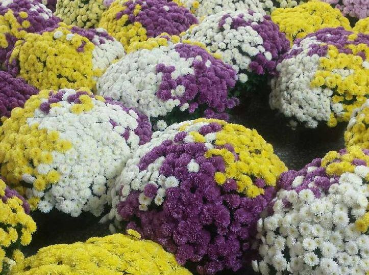 125437773_3811573772188260_2694826754003556386_o